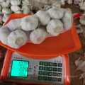 China normal white garlic new season fresh garlic export